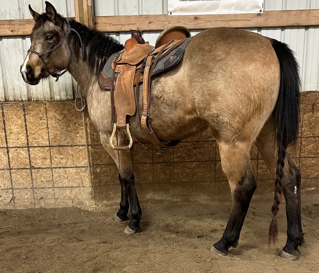 Aint Seen R Gal Yet 2022 AQHA Buckskin Filly