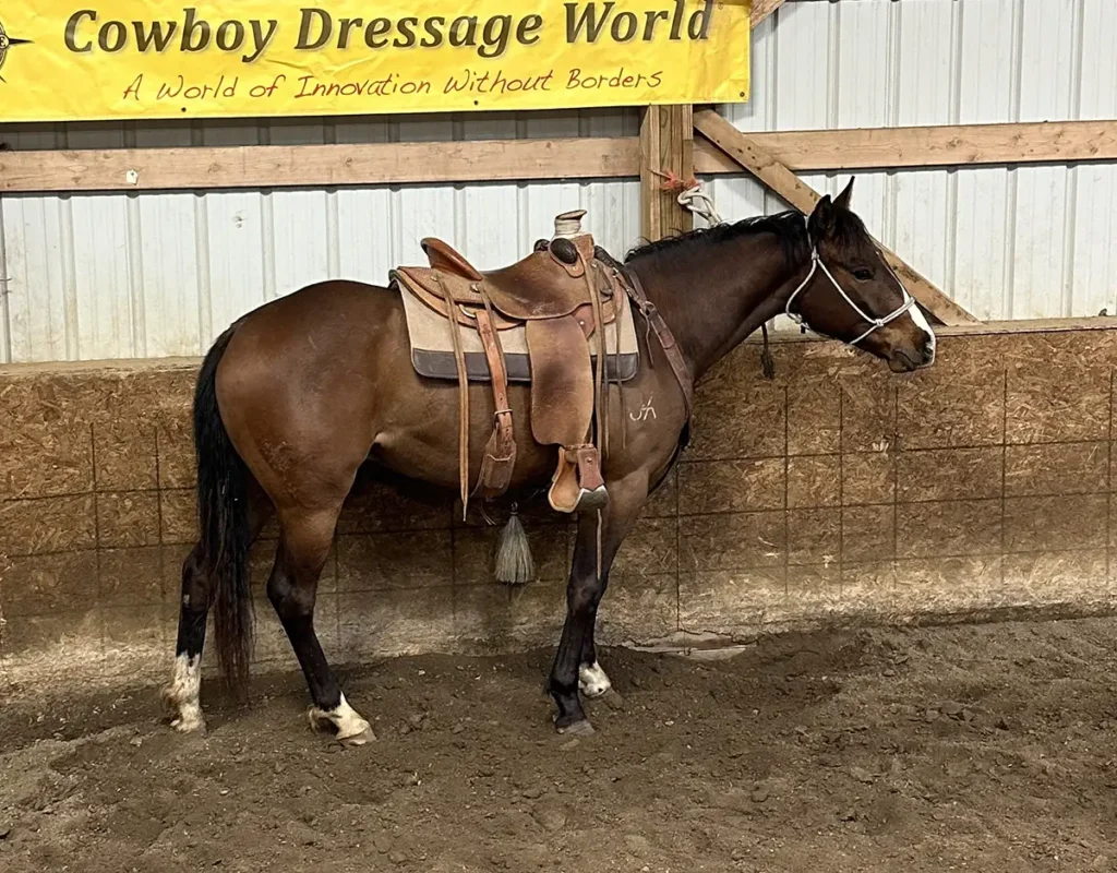 Gunsmokes Flashafame AQHA Bay Colt