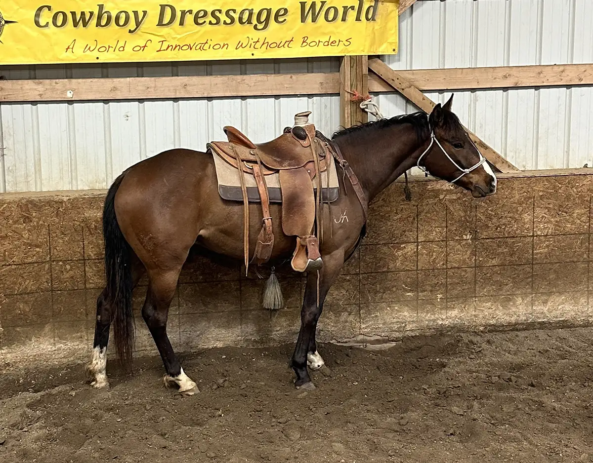 Gunsmokes Flashafame AQHA Bay Colt