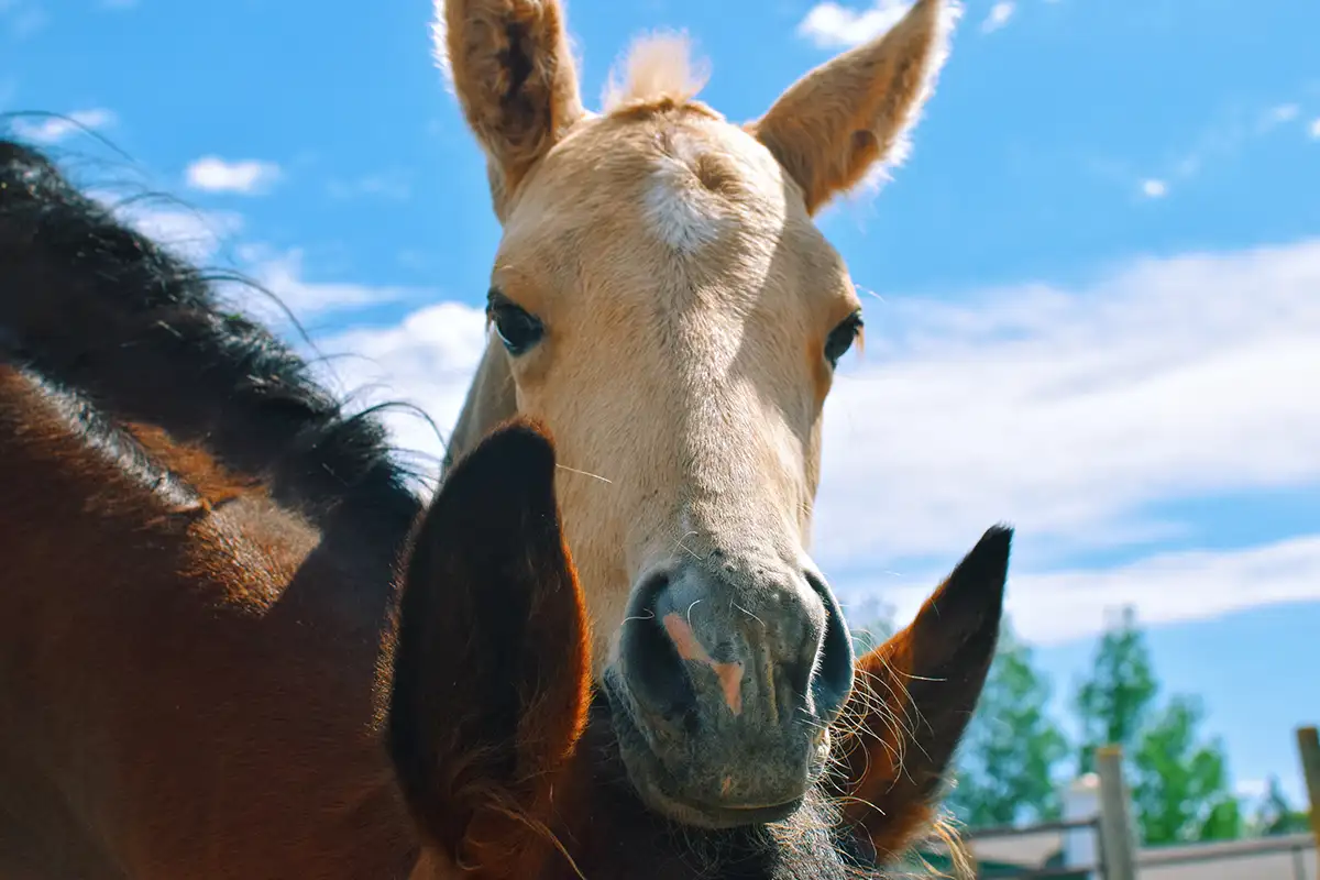 palomino colt leaning his head over his mother