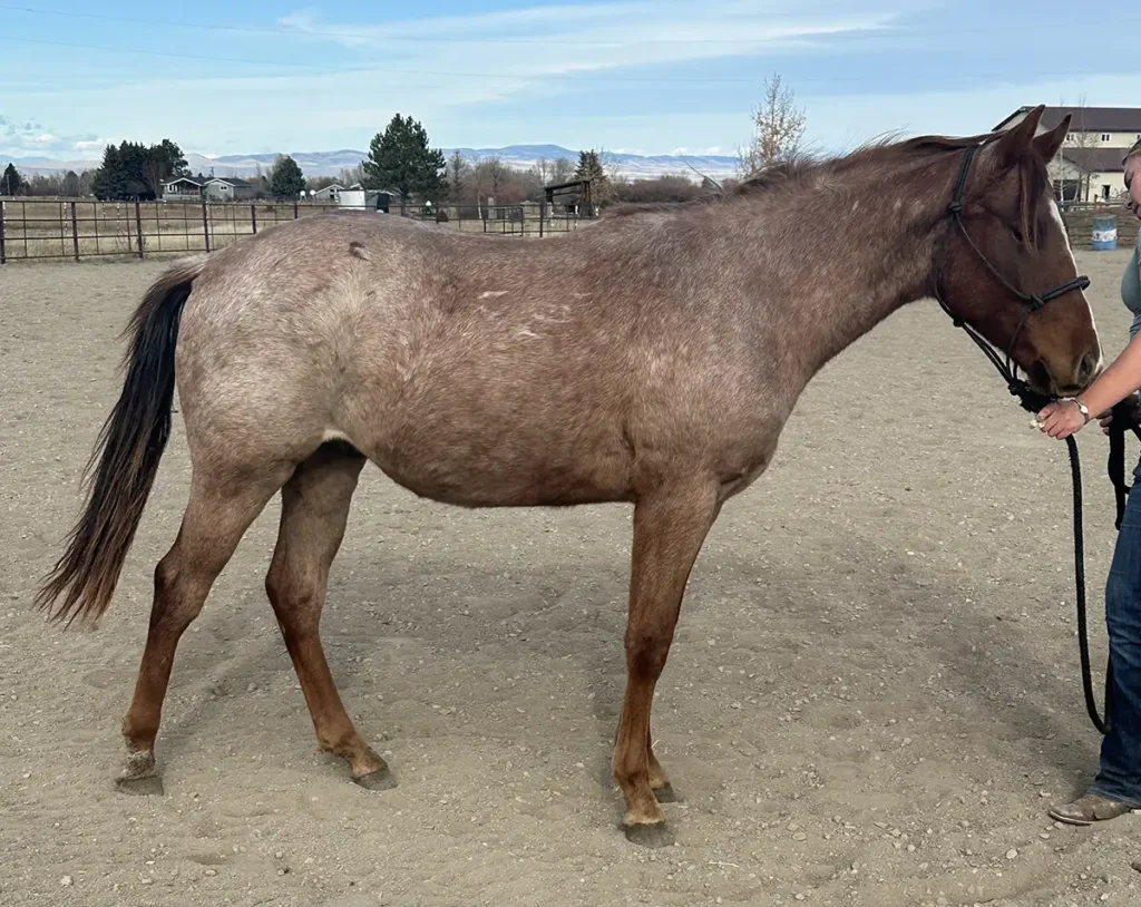 IM Bettin on Fiesta 2024 AQHA Red Roan Gelding