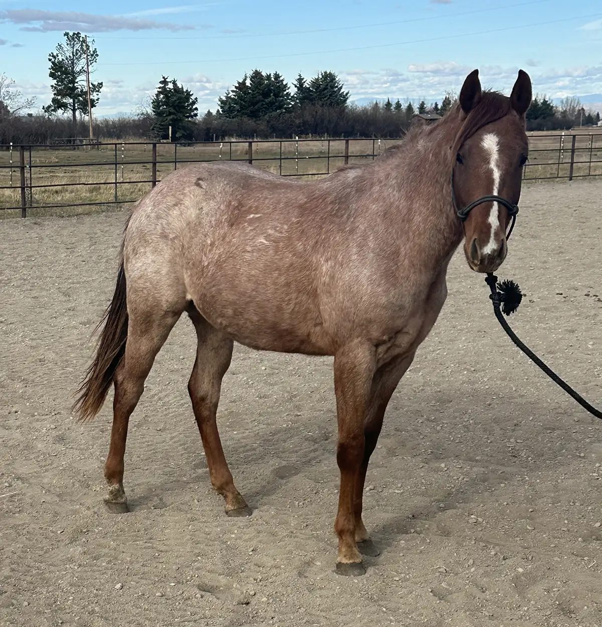 IM Bettin on Fiesta 2024 AQHA Red Roan Gelding