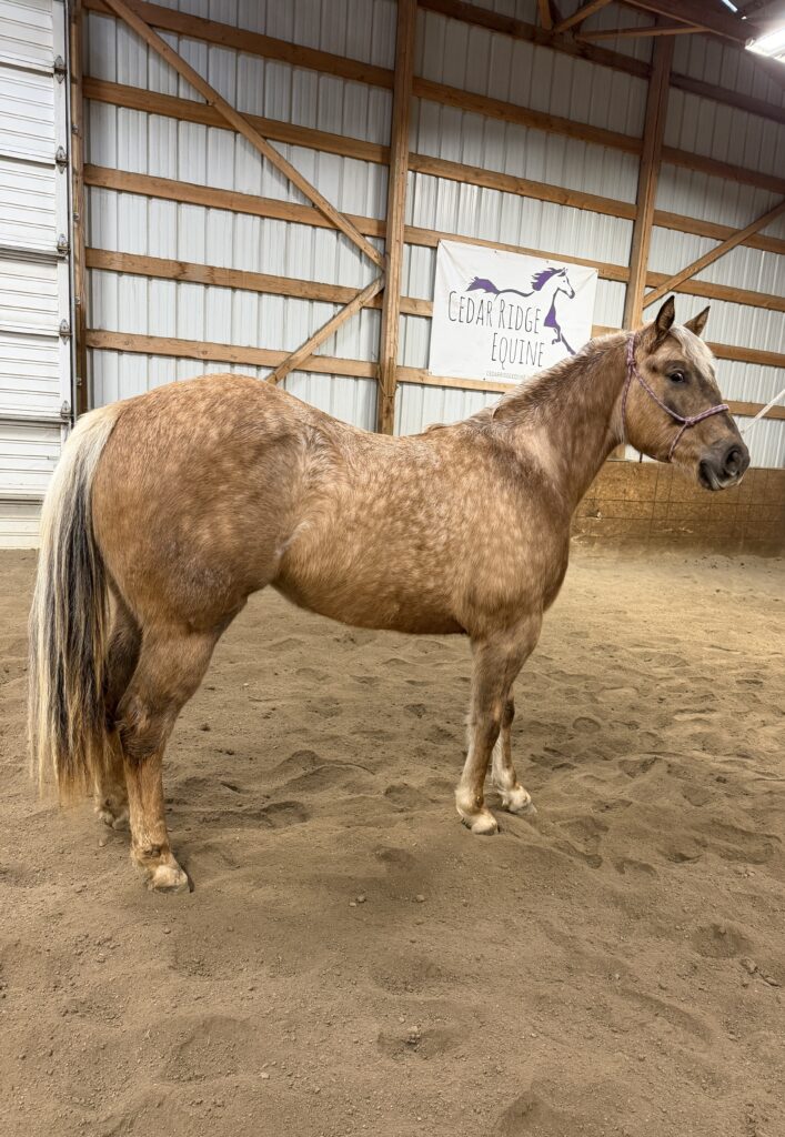 2024 AQHA Filly standing in arena.