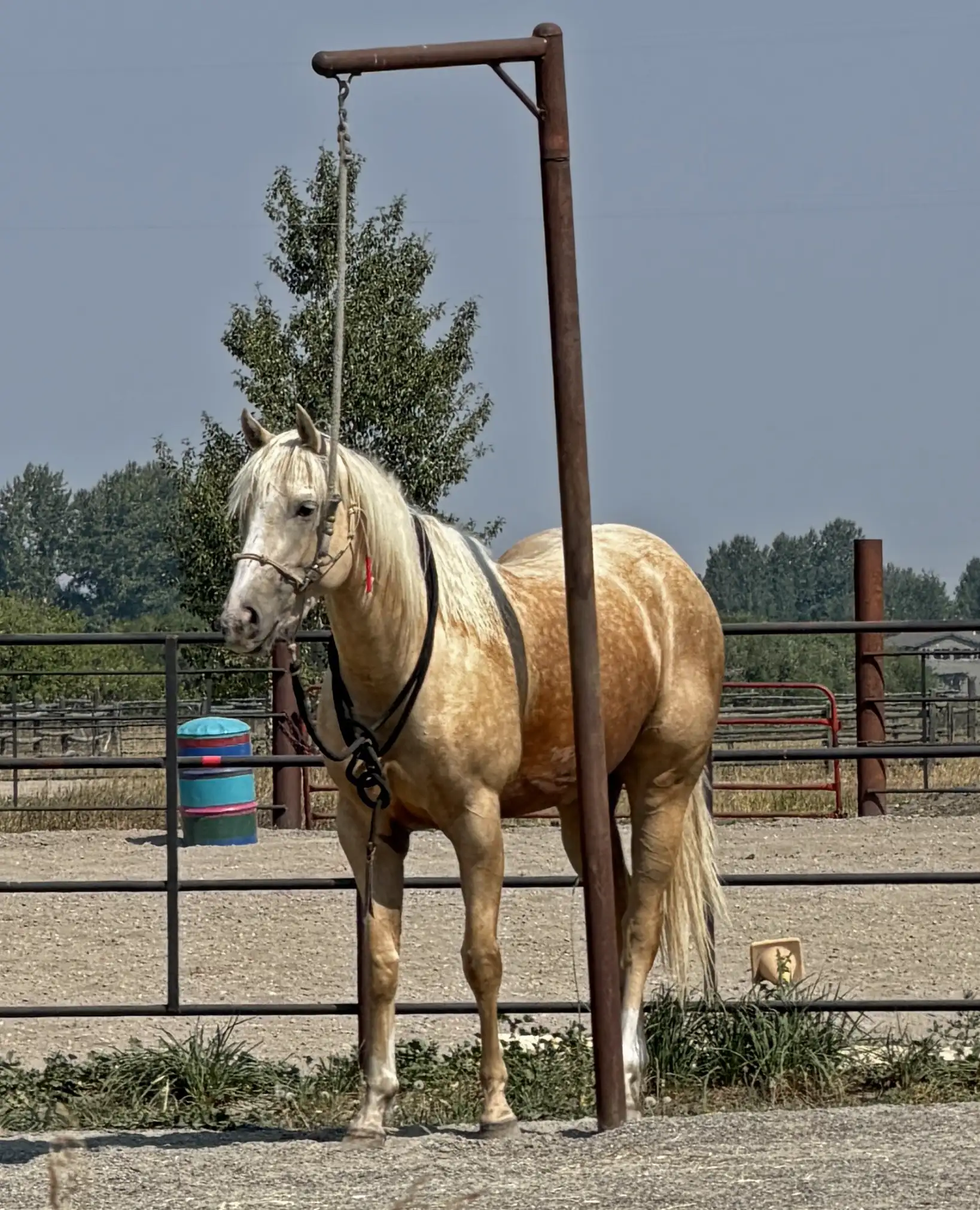 Palomino horse standing tied