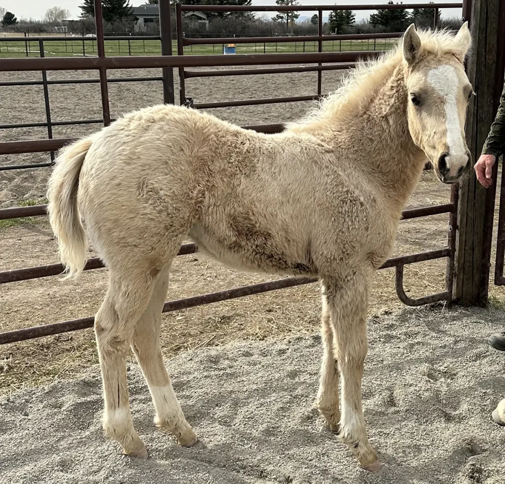 palomino filly