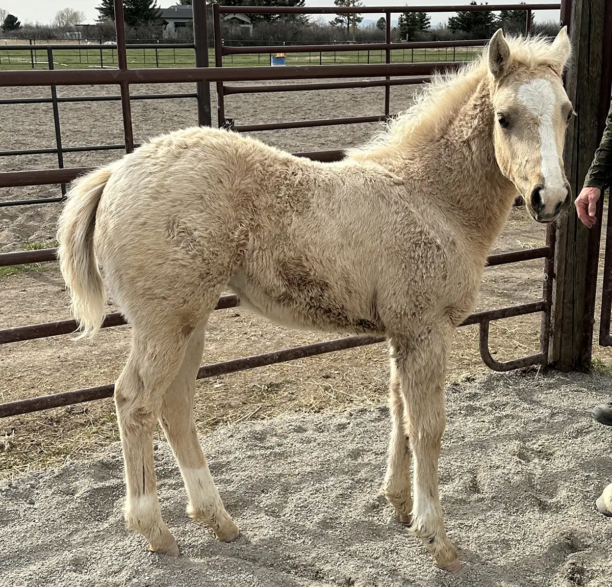 palomino filly