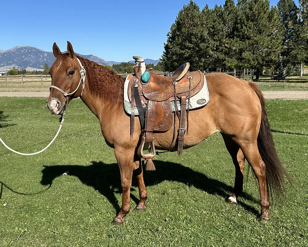 AQHA Red Dun Mare for sale, Bozeman, MT
