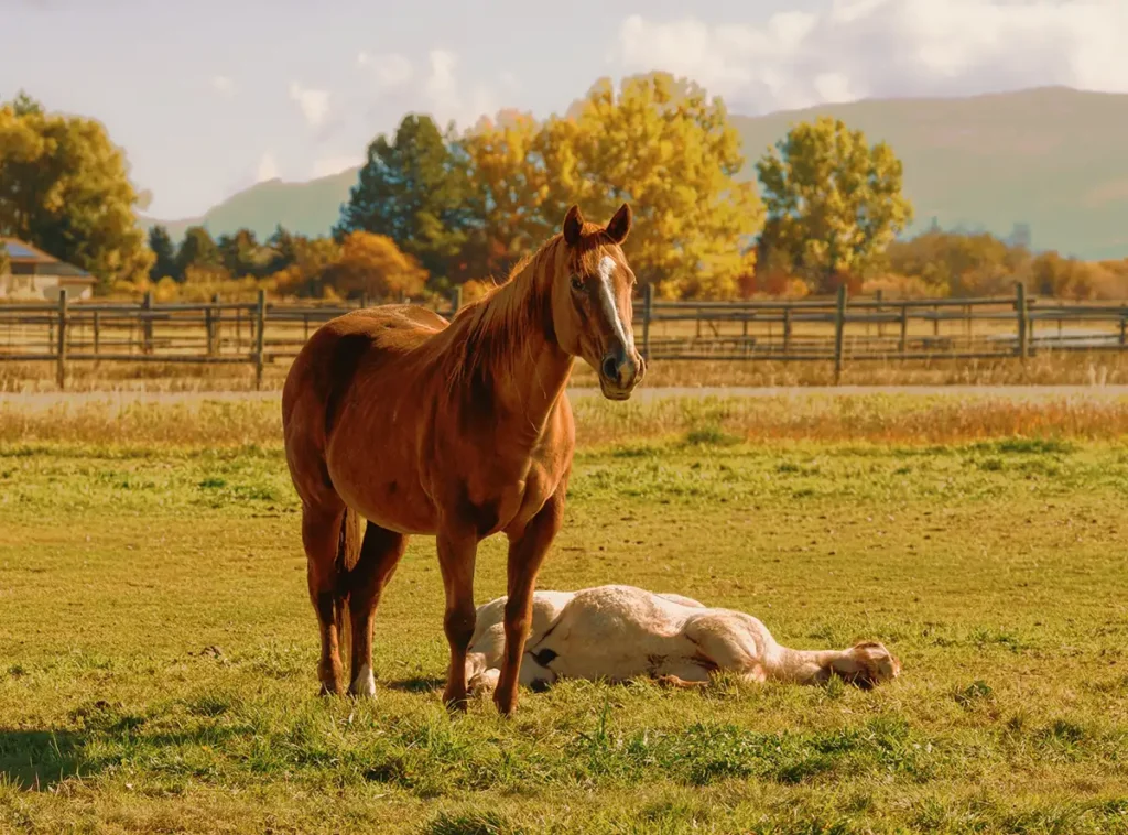 sorrel mare in field with foal laying in the grass