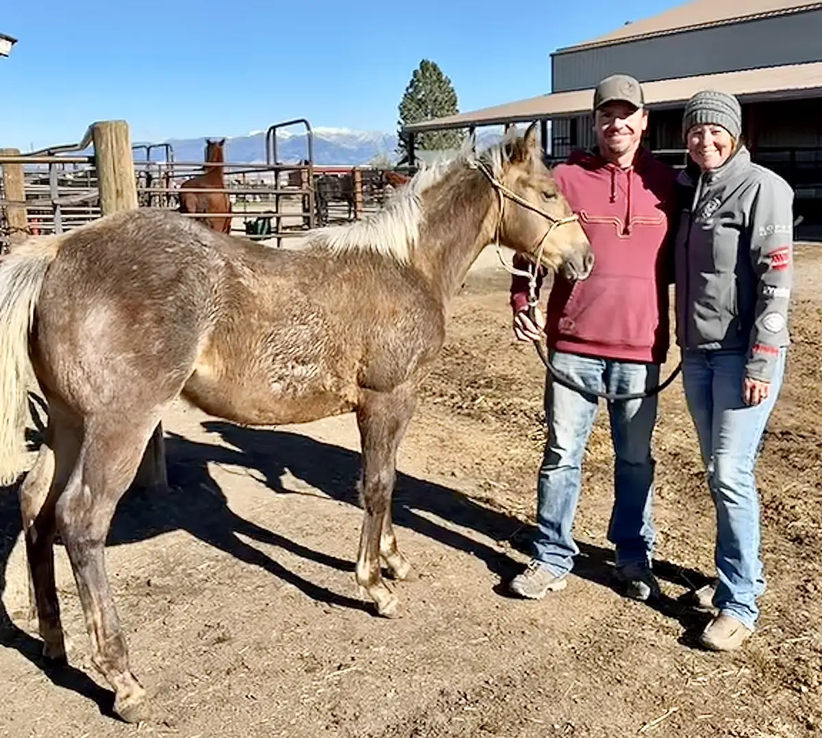 chocolate palomino filly