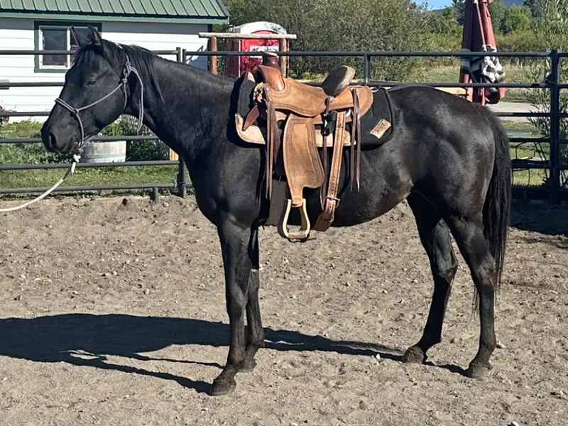 Streakin Woodbridge 2021 AQHA Gelding