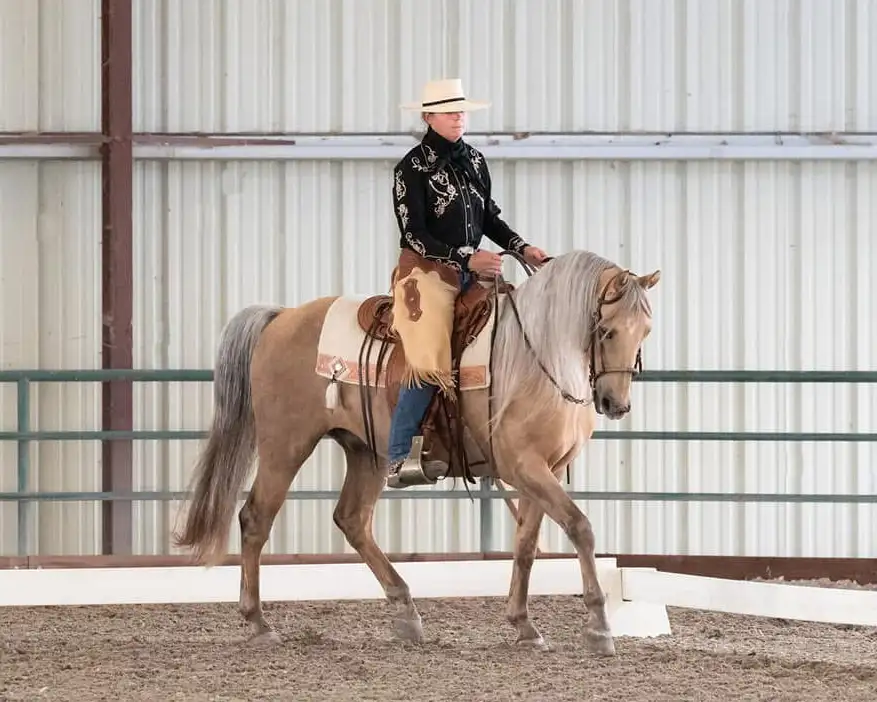 Cowboy dressage world finals show Amy riding Holidays Hijo De Oro, photos on this horse compliments of Maria Marriott Photography