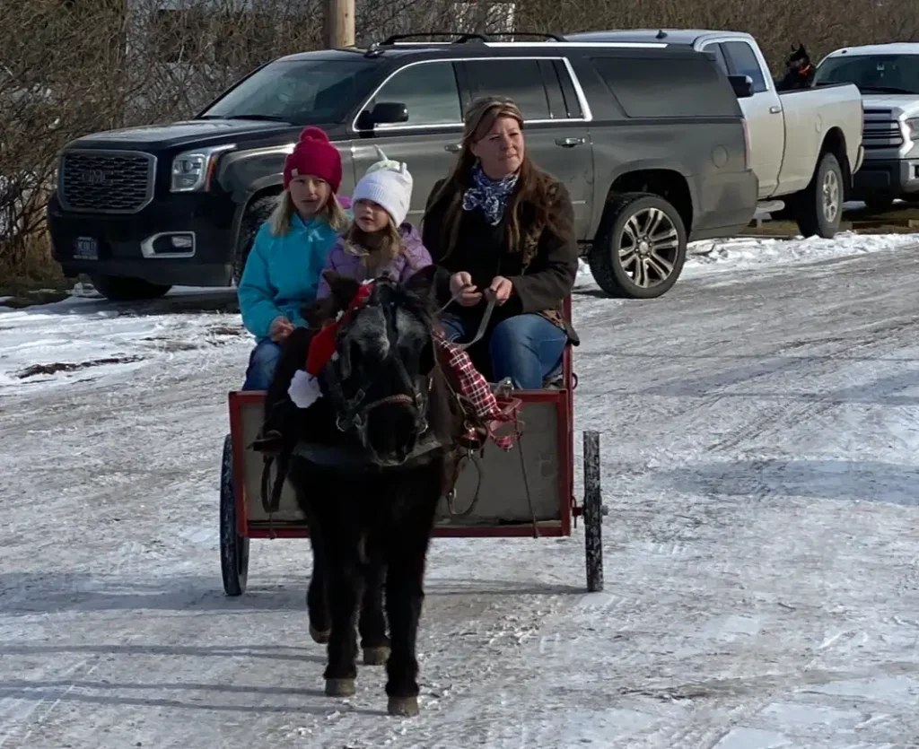 black mini pony in harness pulling a cart