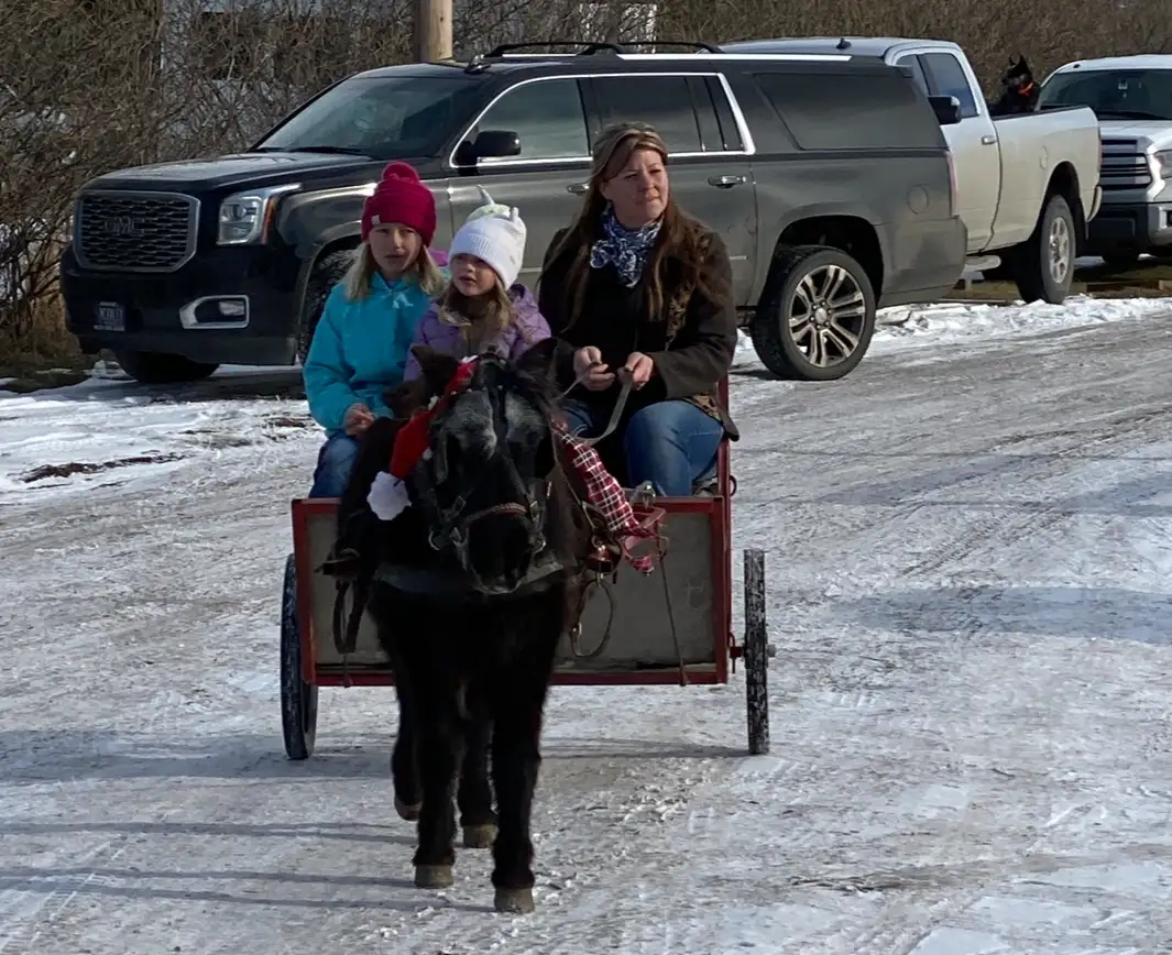 black mini pony in harness pulling a cart