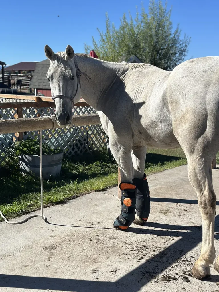 Pitchfork, gray gelding standing tied
