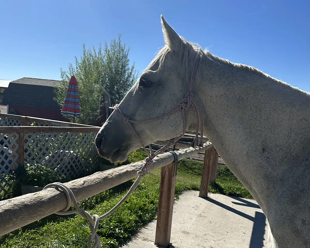 Pitchfork, gray gelding headshot