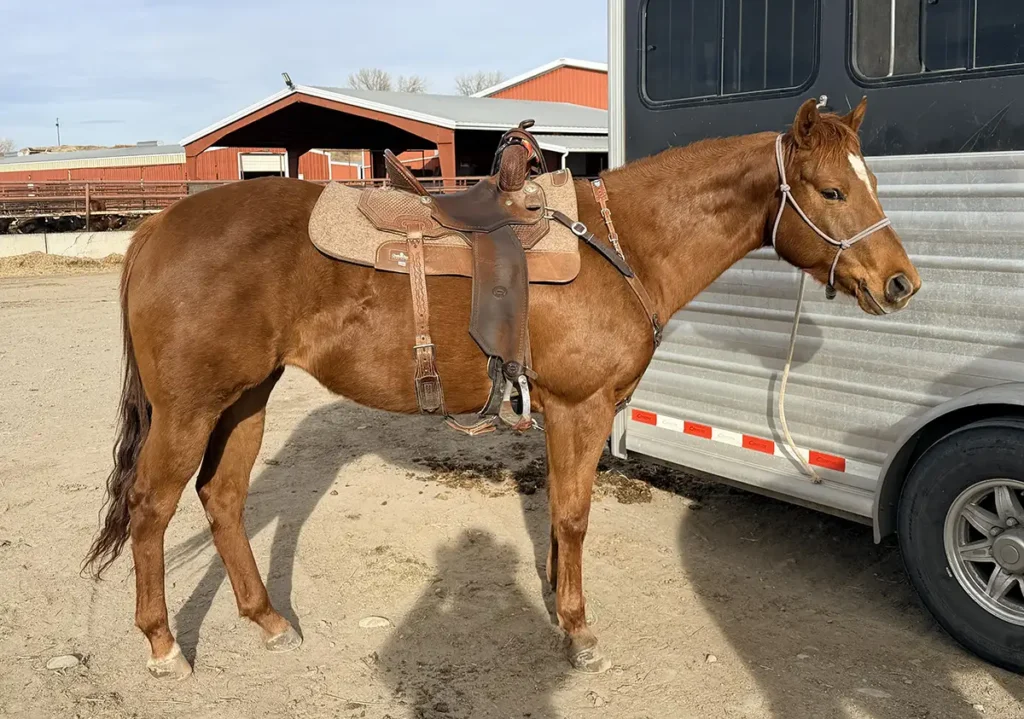 HC Leader of the Pack, sorrel AQHA mare standing saddled at trailer