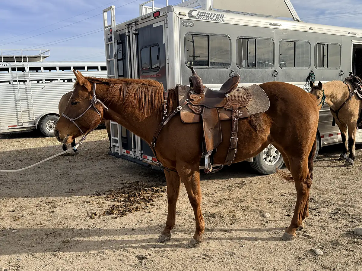 HC Leader of the Pack, sorrel AQHA mare standing saddled