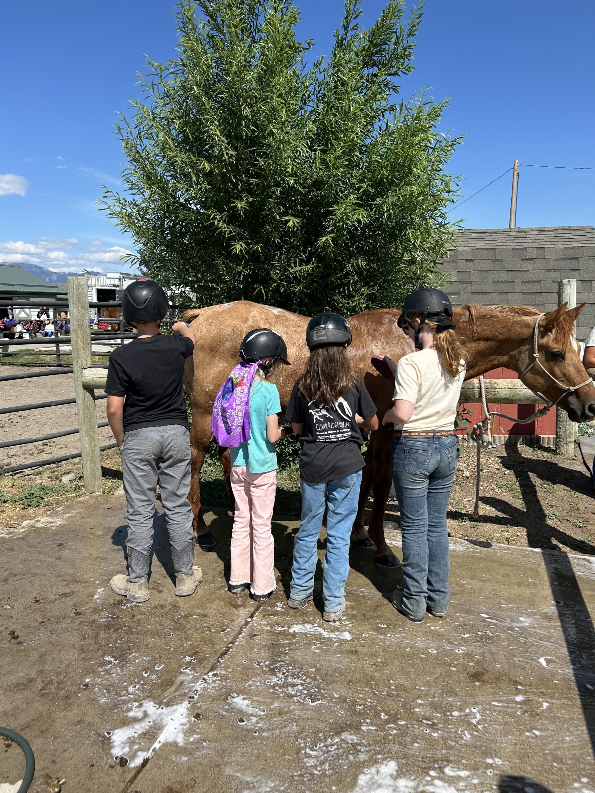 Youth giving a horse a bath.